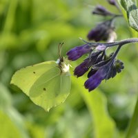 Schmetterling auf Blume